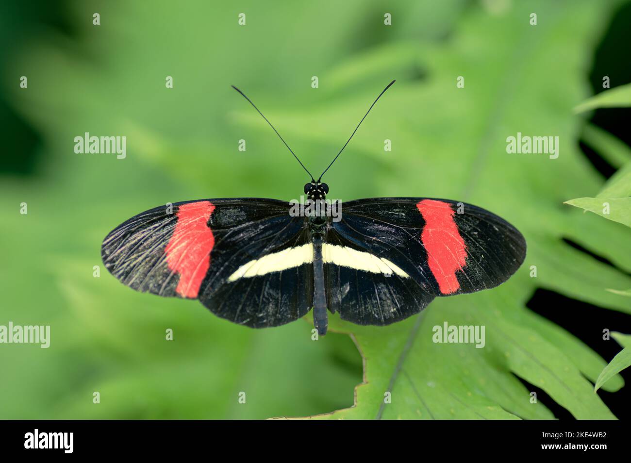 Un bel cuore di cattea nero (paridi iphidamas) che riposa su una foglia verde sullo sfondo sfocato Foto Stock