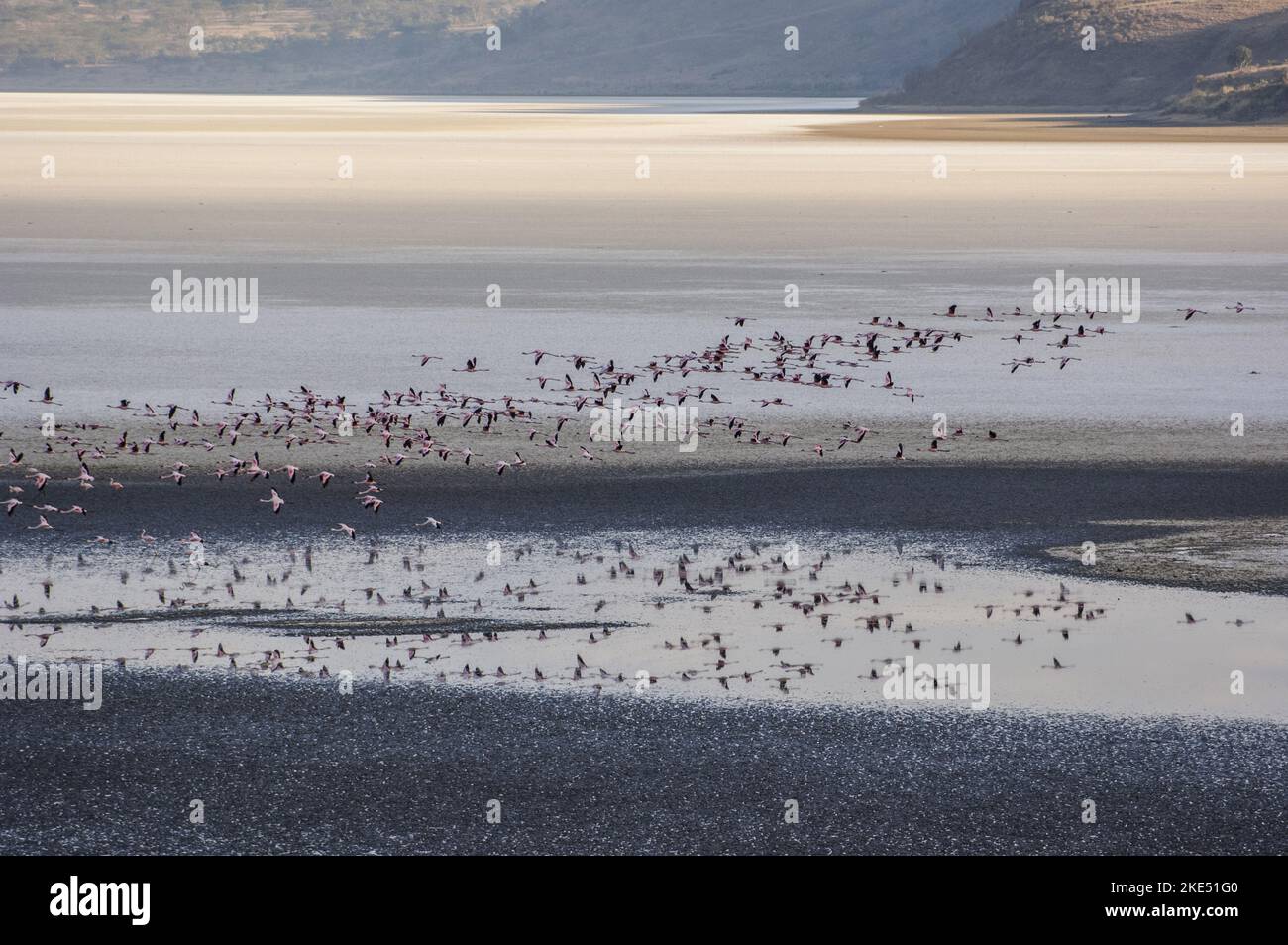 Flying Flamingo Foto Stock