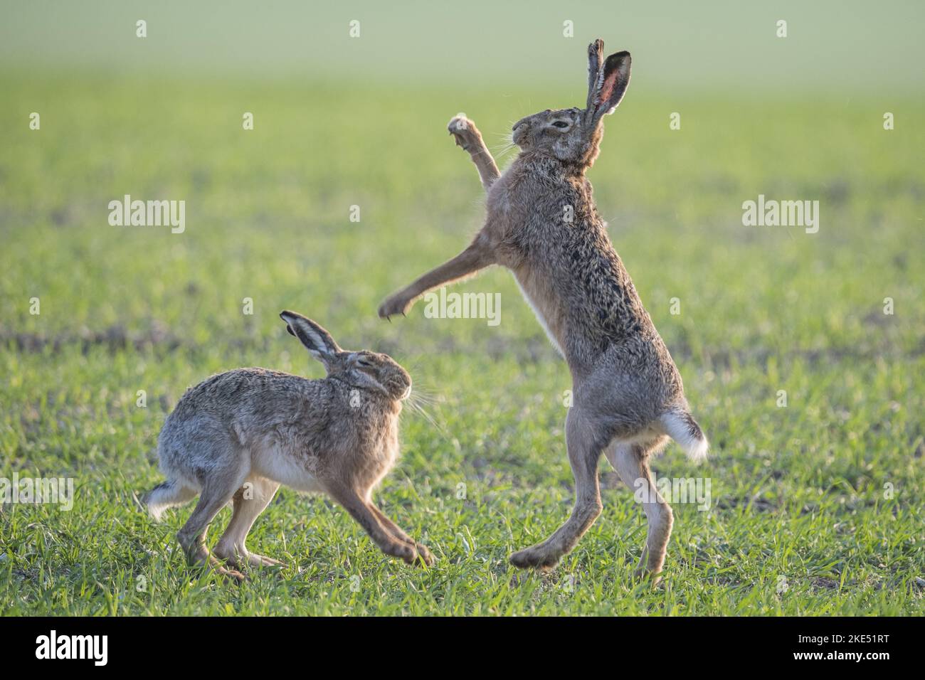 Giocare a Brown Hares Foto Stock