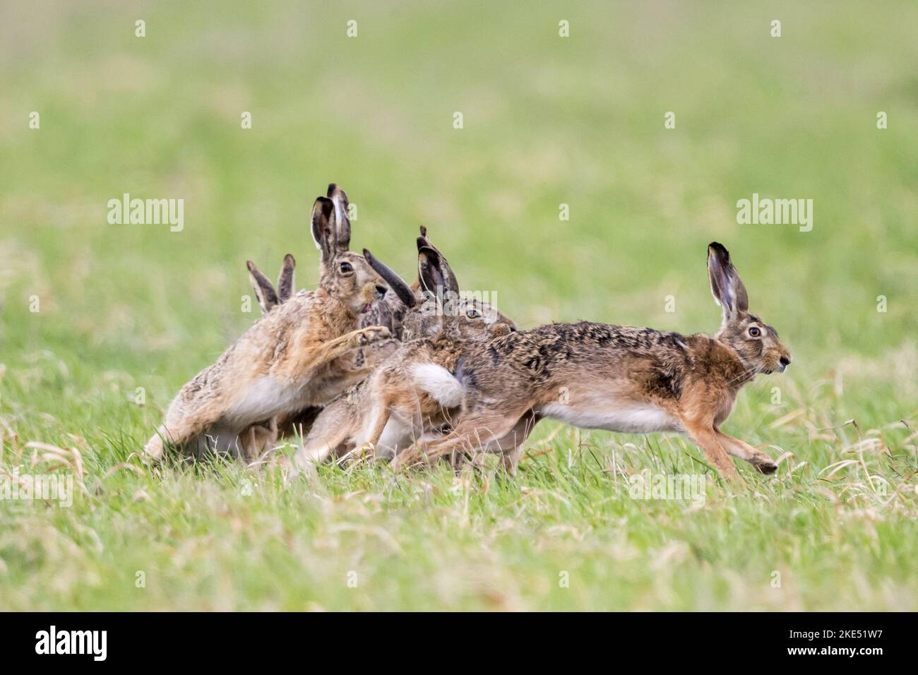 Correre Brown Hares Foto Stock