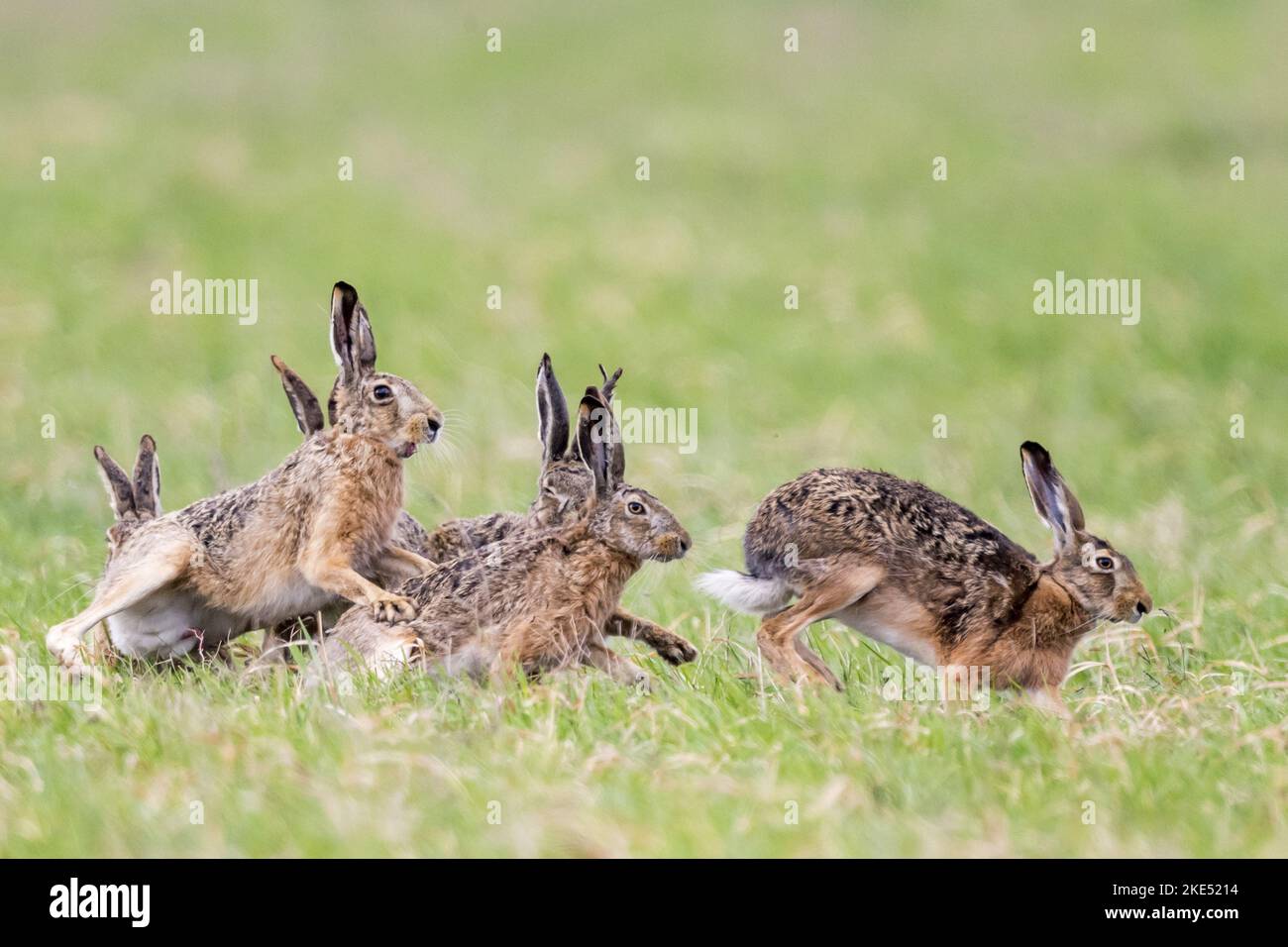 Correre Brown Hares Foto Stock