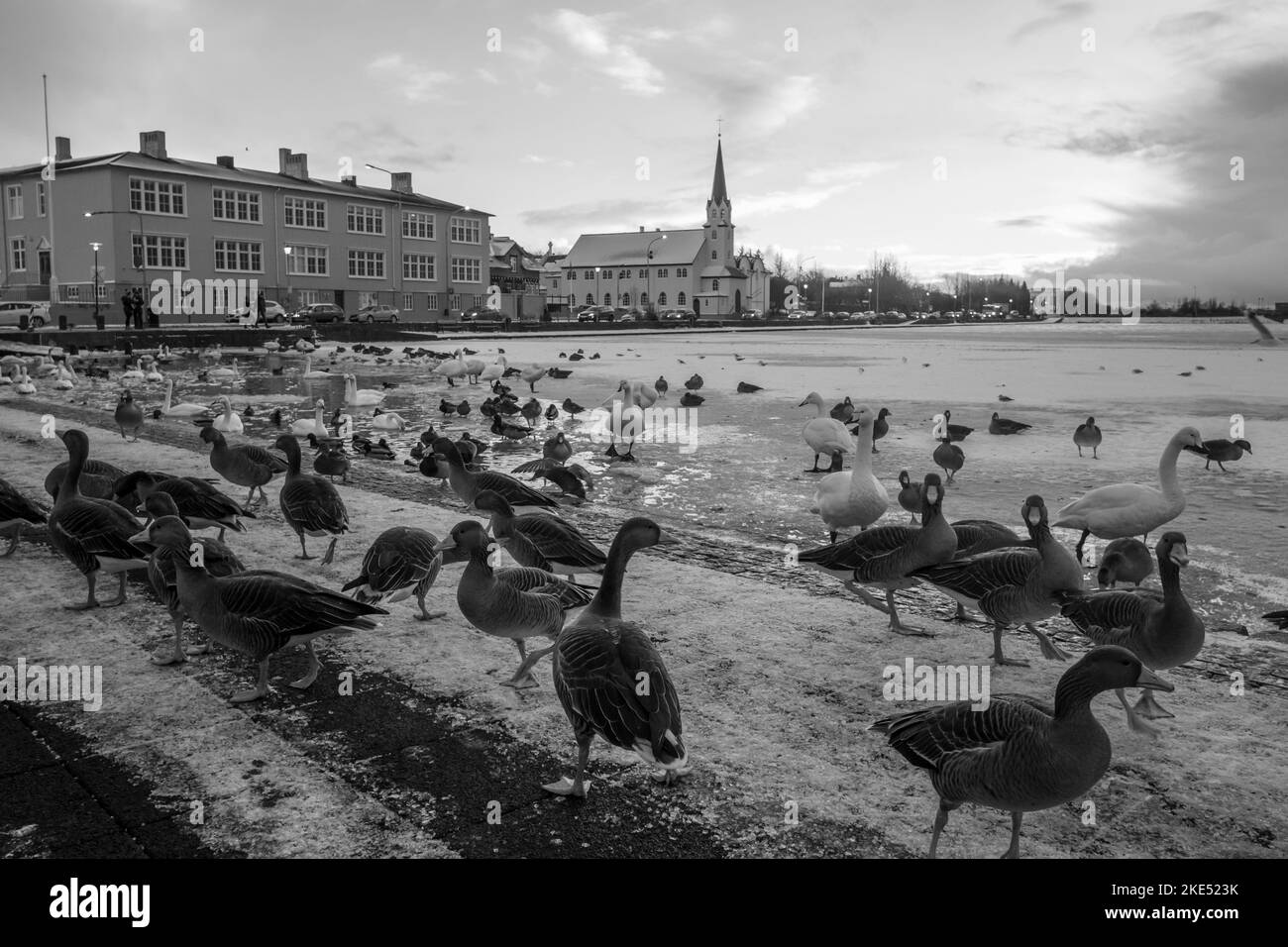 vista ad angolo basso di anatre e cigni rispetto al paesaggio urbano Foto Stock