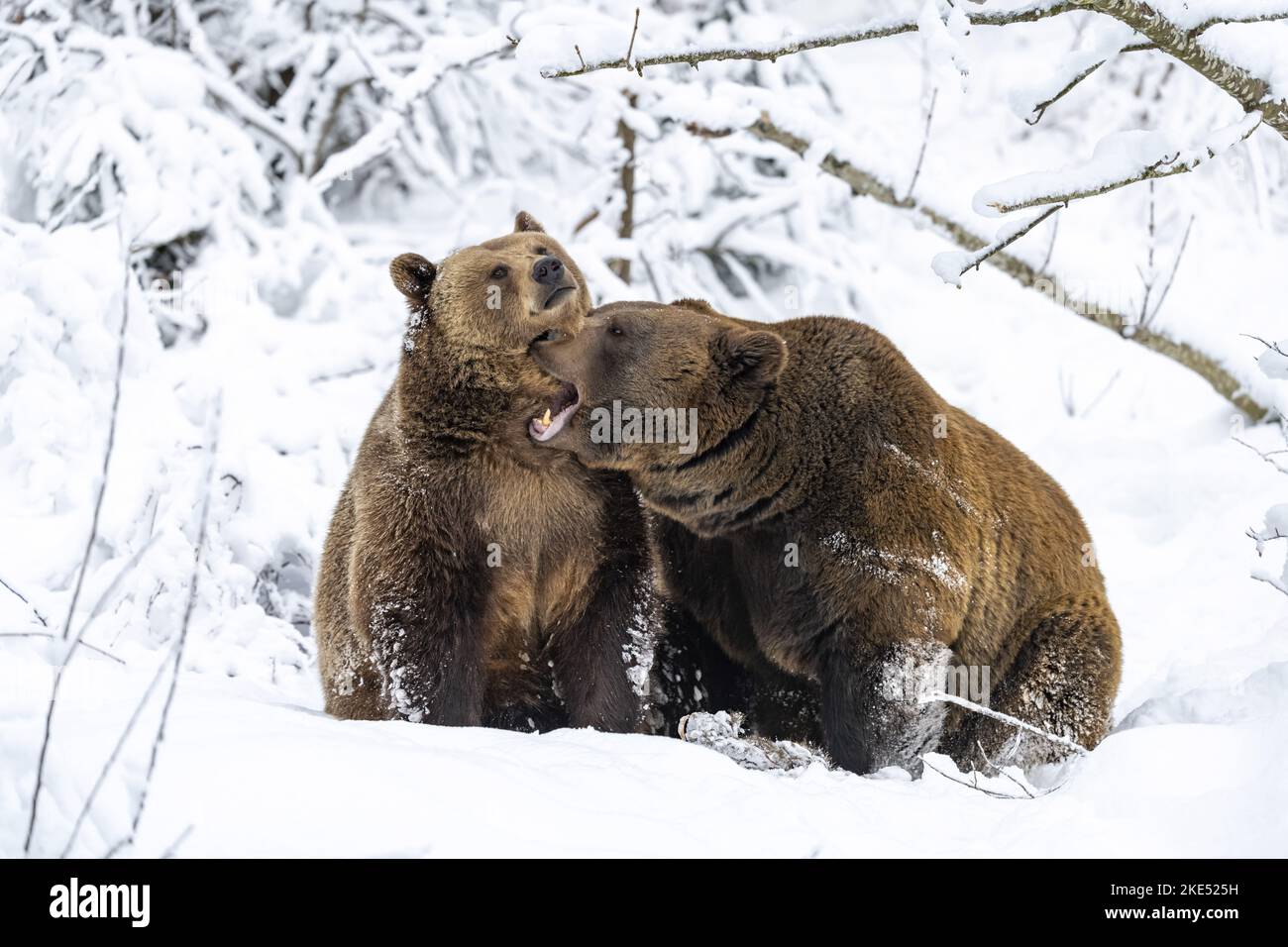 Orso bruno nella neve Foto Stock