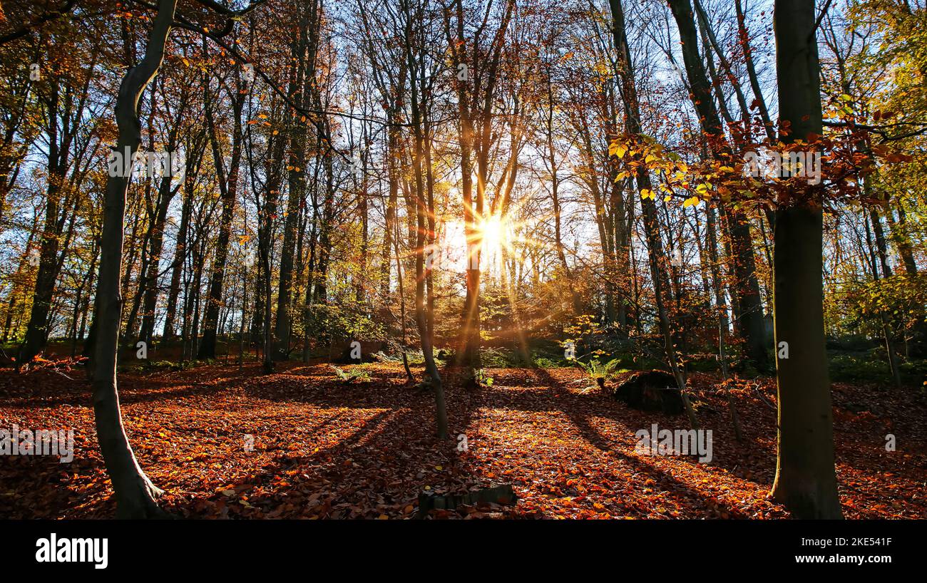 Vista panoramica in legno di faggio tedesco in colori autunnali con retroilluminazione da sole luminoso sera, effetto flare lente, Germania - Suchtelner Hohen Foto Stock