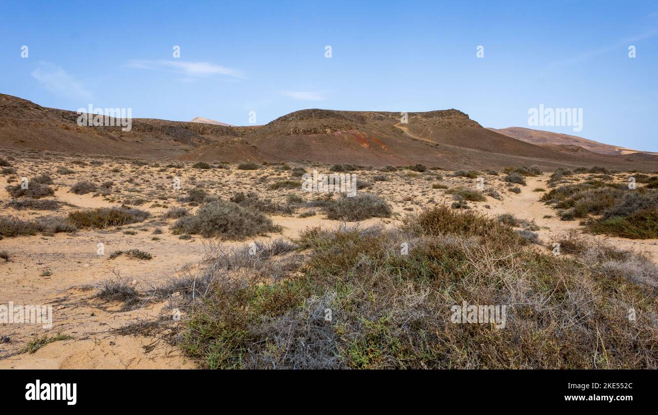 Paesaggio vulcanico arido con piante secche nel parco naturale di Los Volcanes a Lanzarote, Isole Canarie, Spagna. Foto Stock