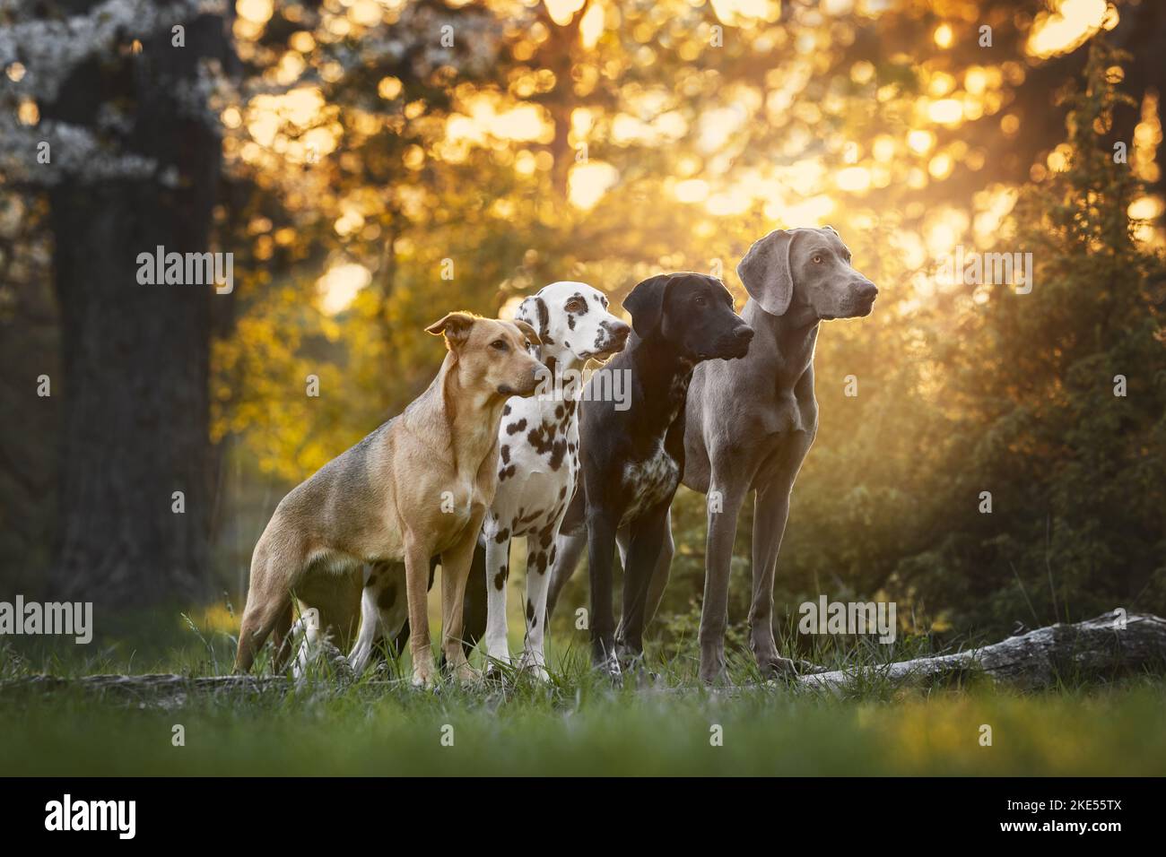 4 cani Foto Stock