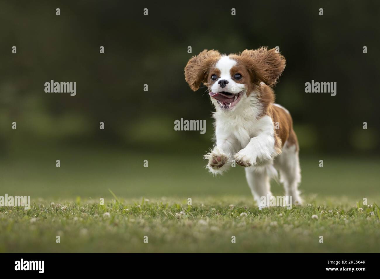 Cavalier re Charles Spaniel in estate Foto Stock