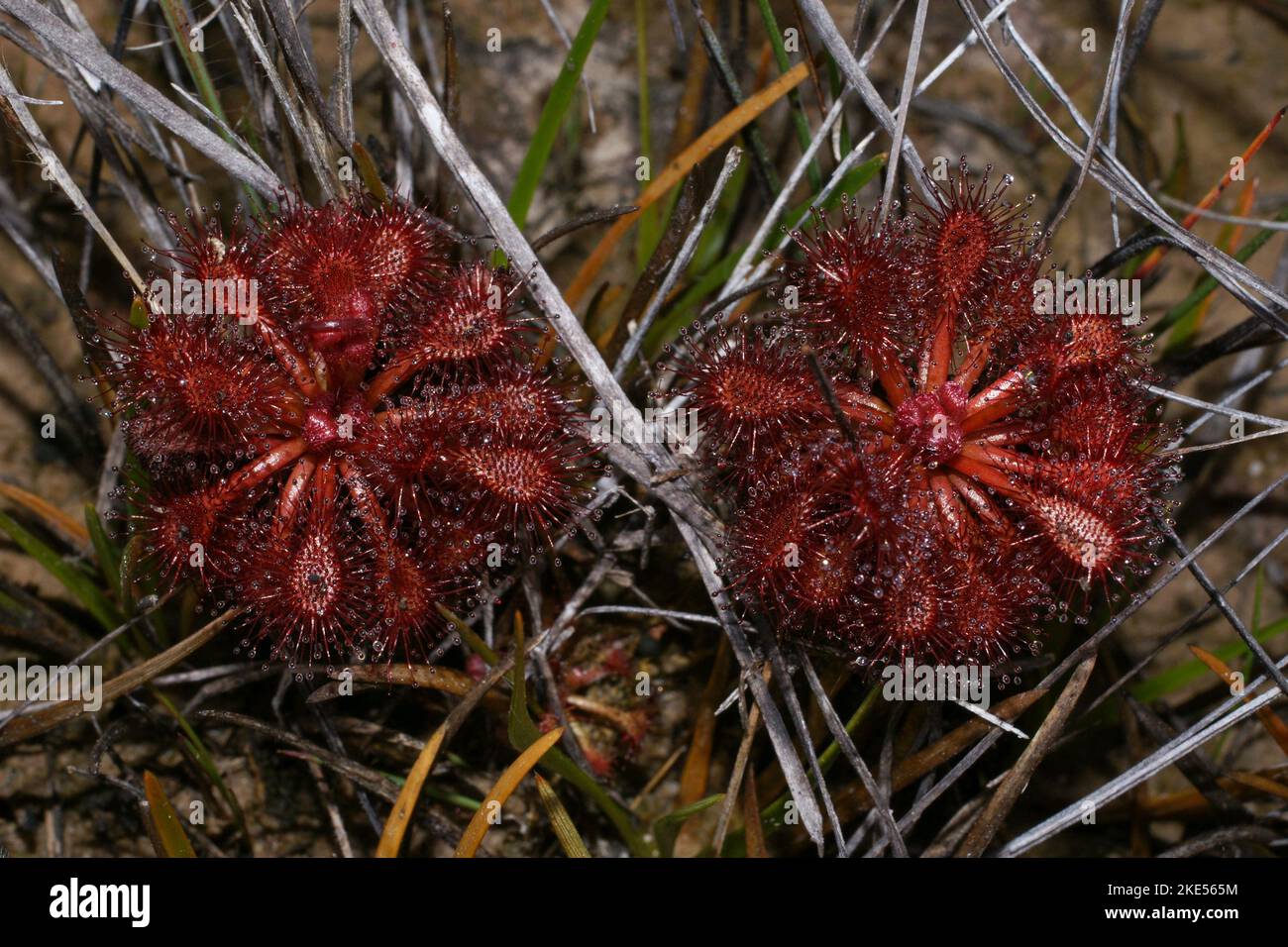 Due piante rosse dell'habitat naturale della rugiada carnivora (Drosera roraimae), Gran Sabana, Venezuela Foto Stock