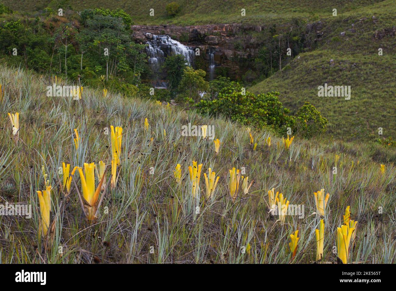 Brociere gialle della bromeliad carnivora Brocchinia ridutta di fronte ad una cascata, Gran Sabana, Venezuela Foto Stock