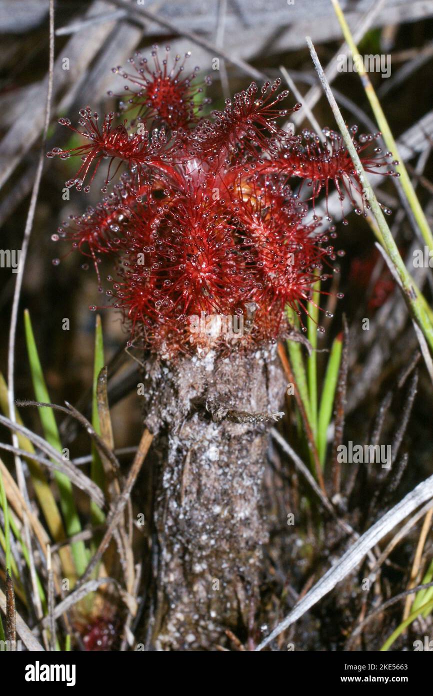 Pianta rossa della rugiada carnivora (Drosera roraimae), che forma un fusto in habitat naturale, Gran Sabana, Venezuela Foto Stock