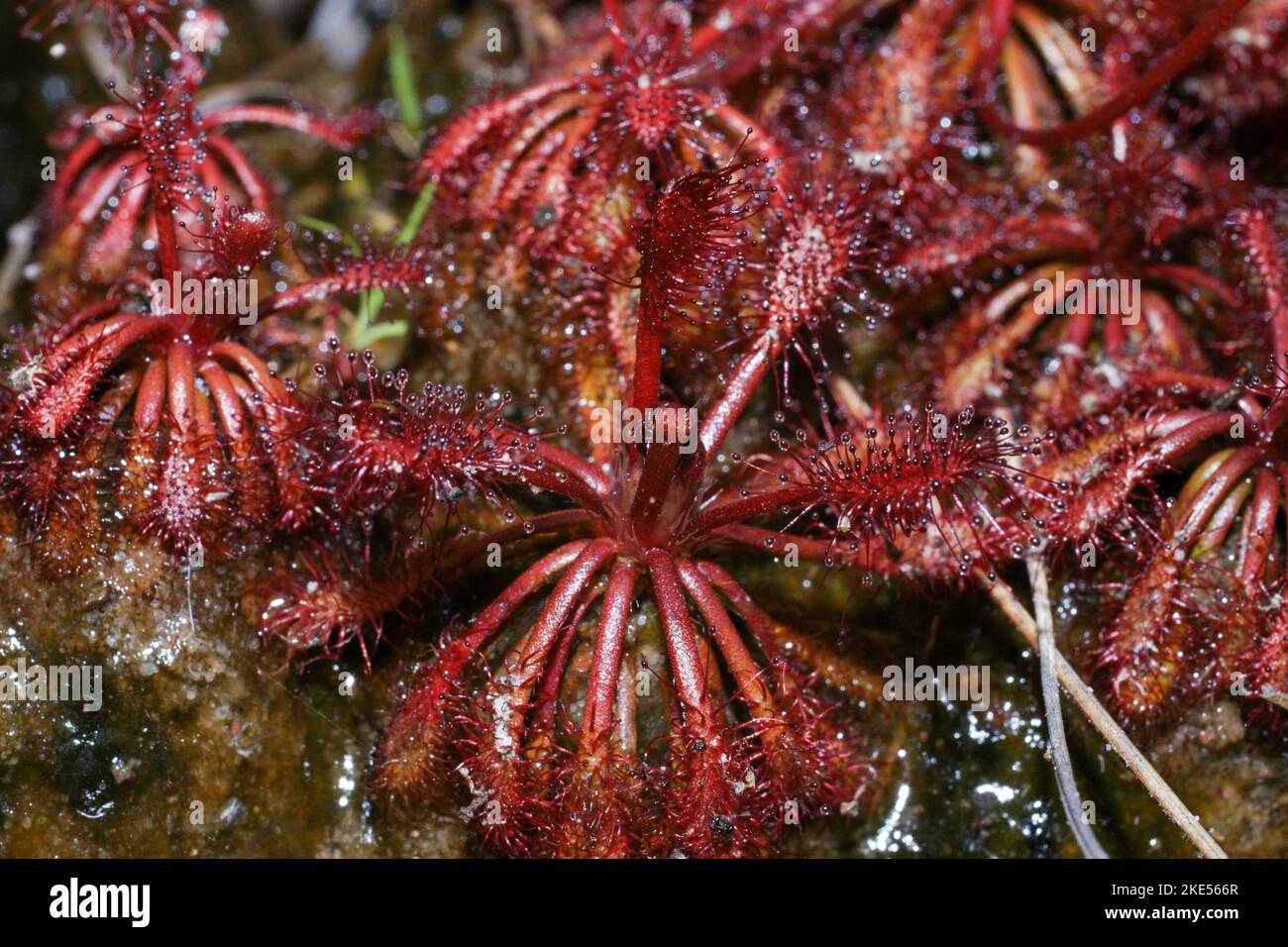 Piante rosse della rugiada carnivora (Drosera roraimae), grande gruppo in habitat naturale, Gran Sabana, Venezuela Foto Stock