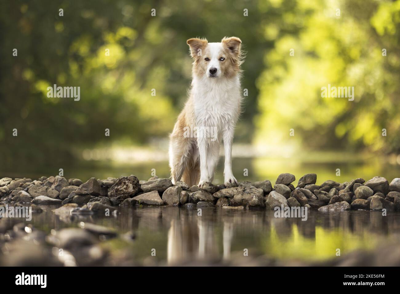 Confine Collie sulla riva Foto Stock