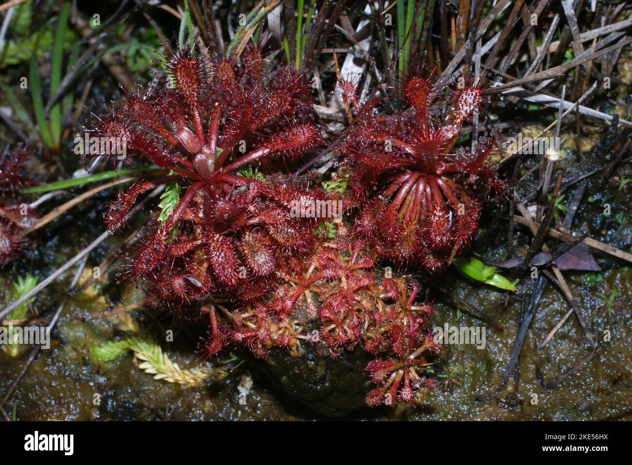 Rugiada carnivora (Drosera roraimae), piante e piantine adulte, habitat naturale, Gran Sabana, Venezuela Foto Stock