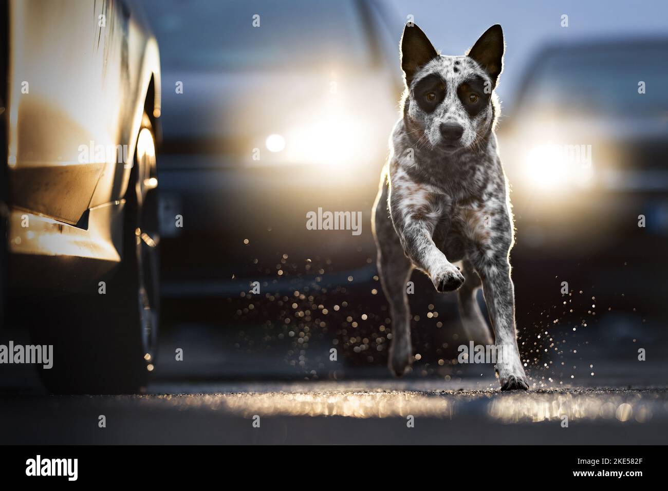 Australian Cattle Dog in inverno Foto Stock