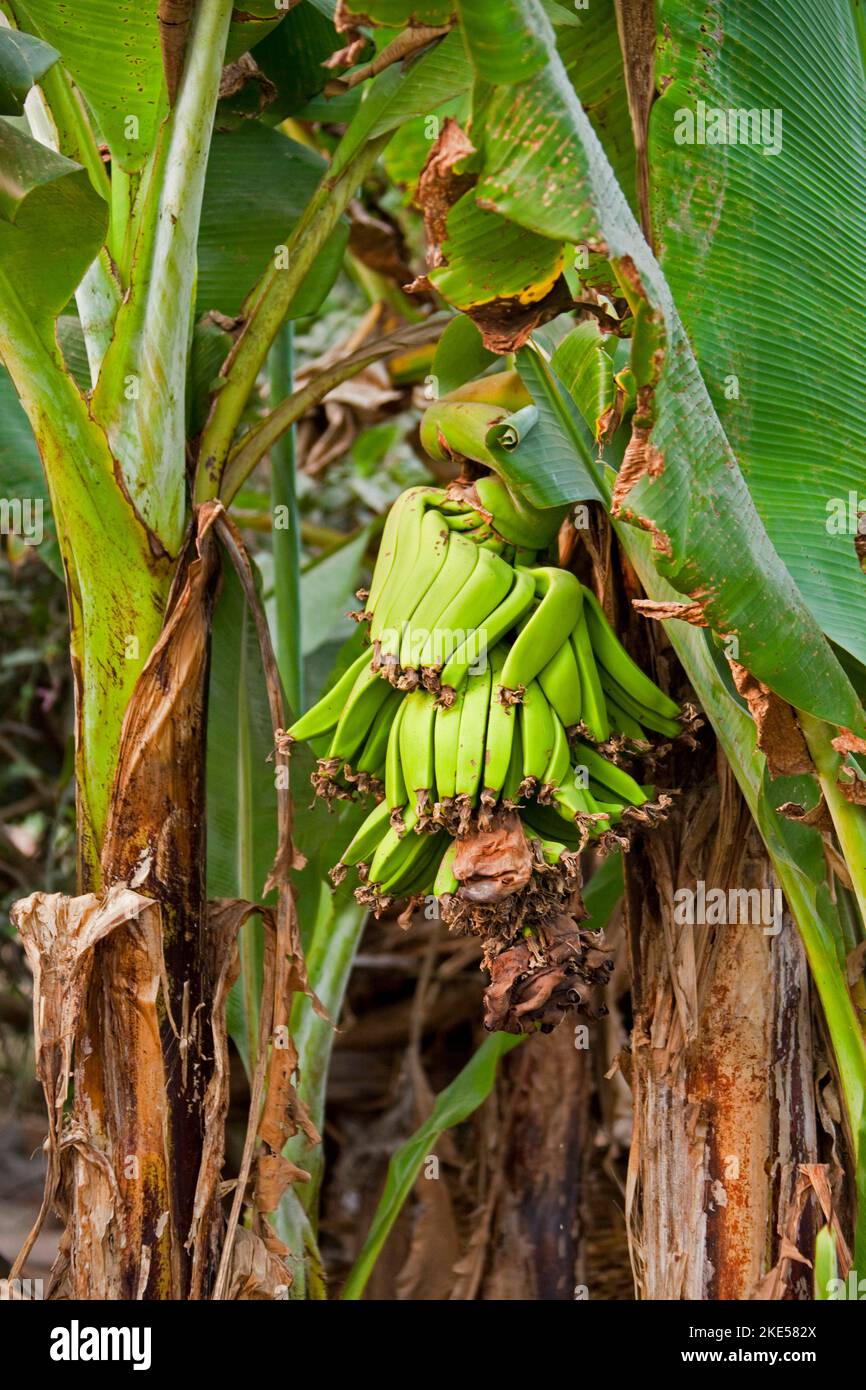 Banane verdi sull'albero vicino al parco nazionale di Chitwan, NEPAL Foto Stock