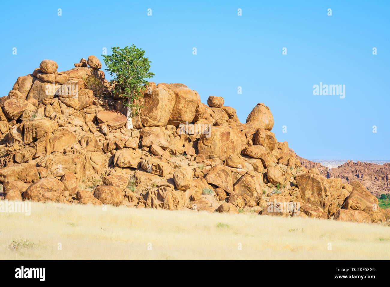 L'albero del pastore verde cresce tra rocce arancioni e massi. Le rocce brillano splendidamente nel tardo pomeriggio sole. Damaraland, Namibia, Africa Foto Stock