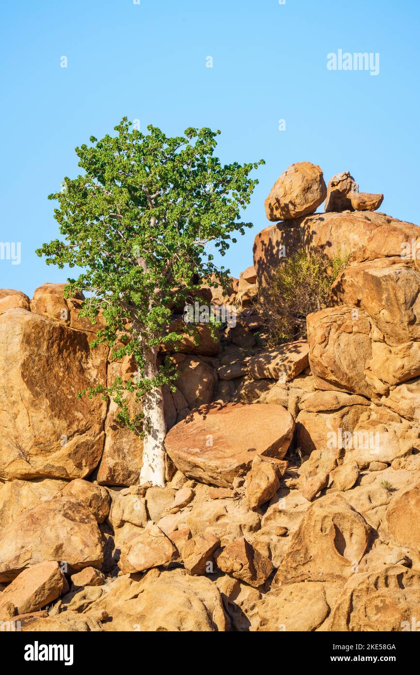 L'albero del pastore verde cresce tra rocce arancioni e massi. Le rocce brillano splendidamente nel tardo pomeriggio sole. Damaraland, Namibia, Africa Foto Stock