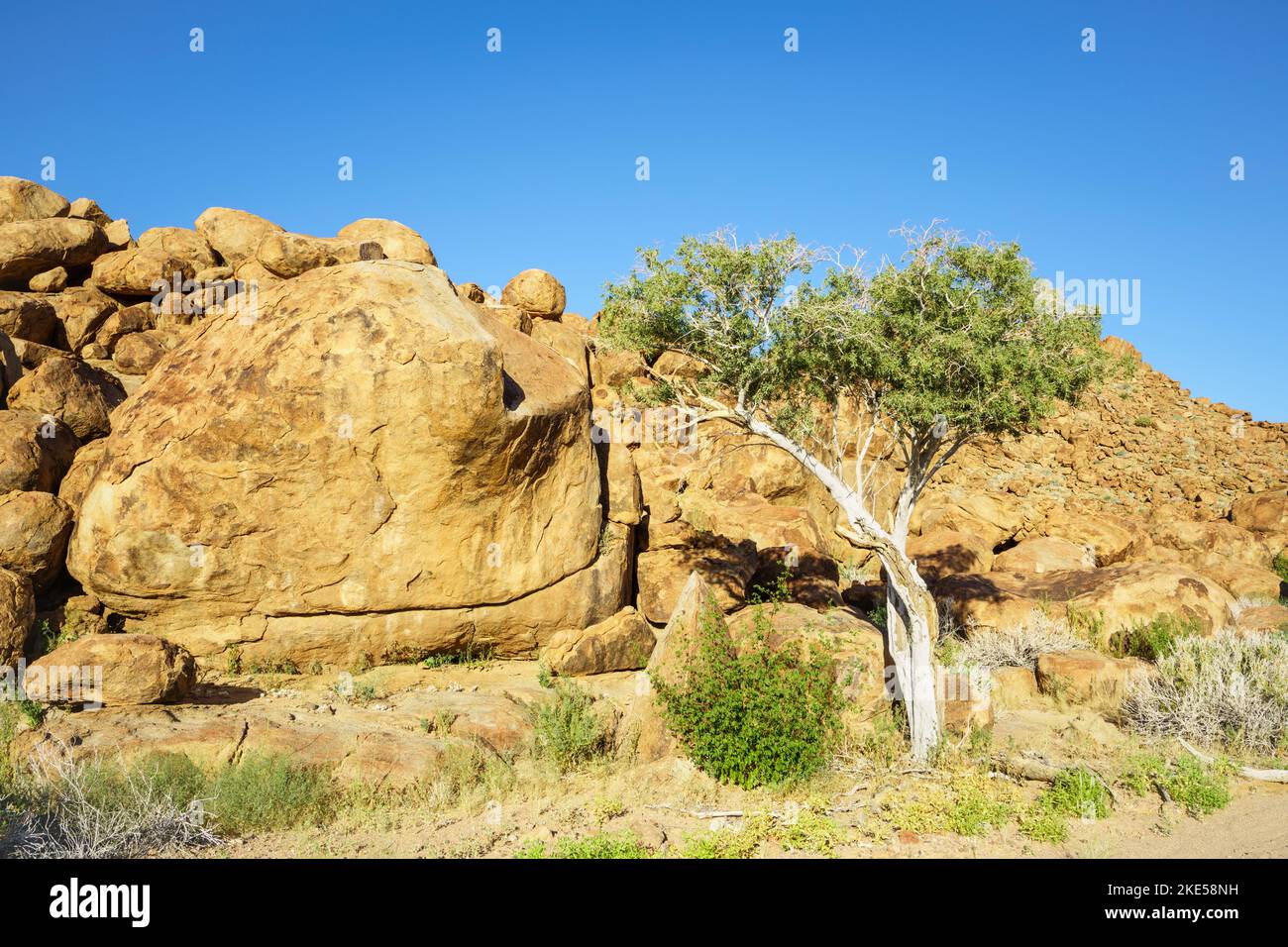 L'albero del pastore verde cresce tra rocce arancioni e massi. Le rocce brillano splendidamente nel tardo pomeriggio sole. Damaraland, Namibia, Africa Foto Stock