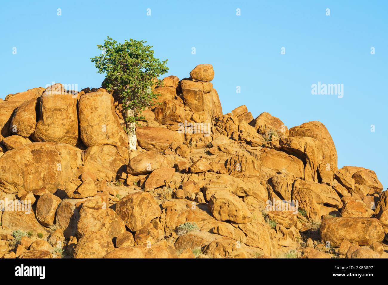 L'albero del pastore verde cresce tra rocce arancioni e massi. Le rocce brillano splendidamente nel tardo pomeriggio sole. Damaraland, Namibia, Africa Foto Stock