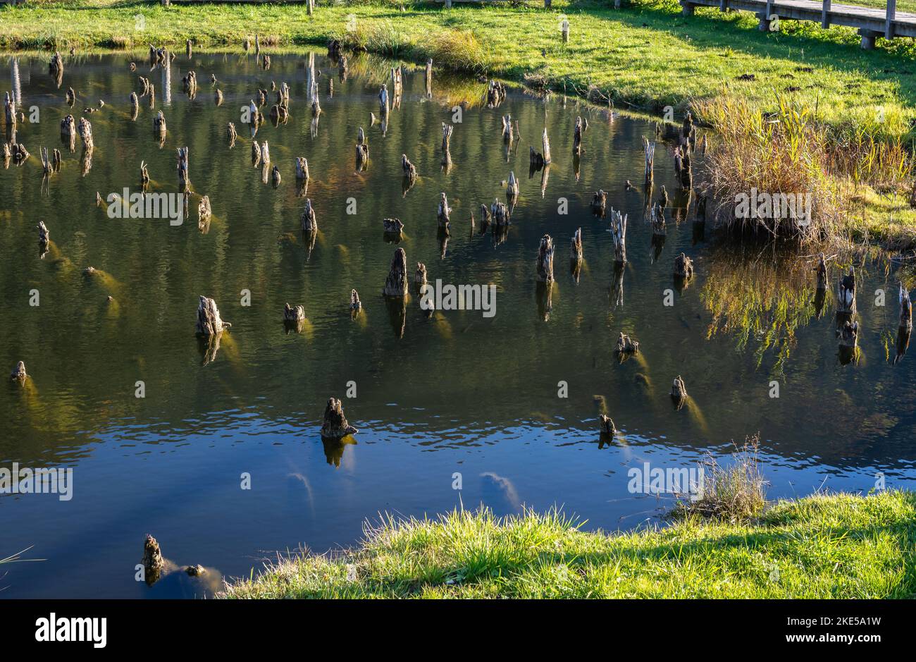 Il sito archeologico di Fiavè è uno dei più importanti complessi preistorici palafitticoli europei Giudicarie, provincia di Trento, Italia settentrionale Foto Stock