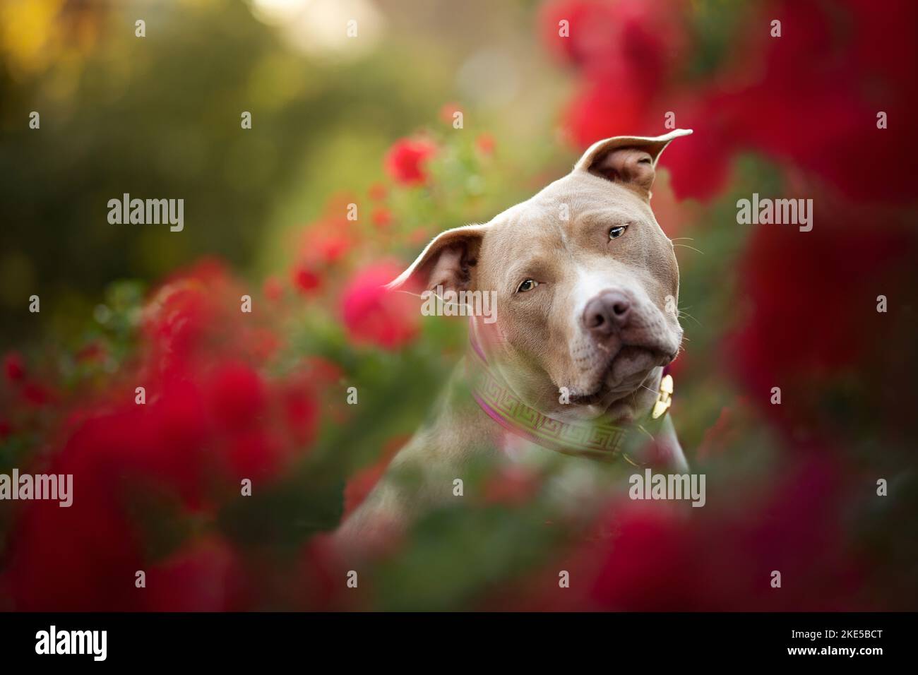 American Pit Bull in estate Foto Stock
