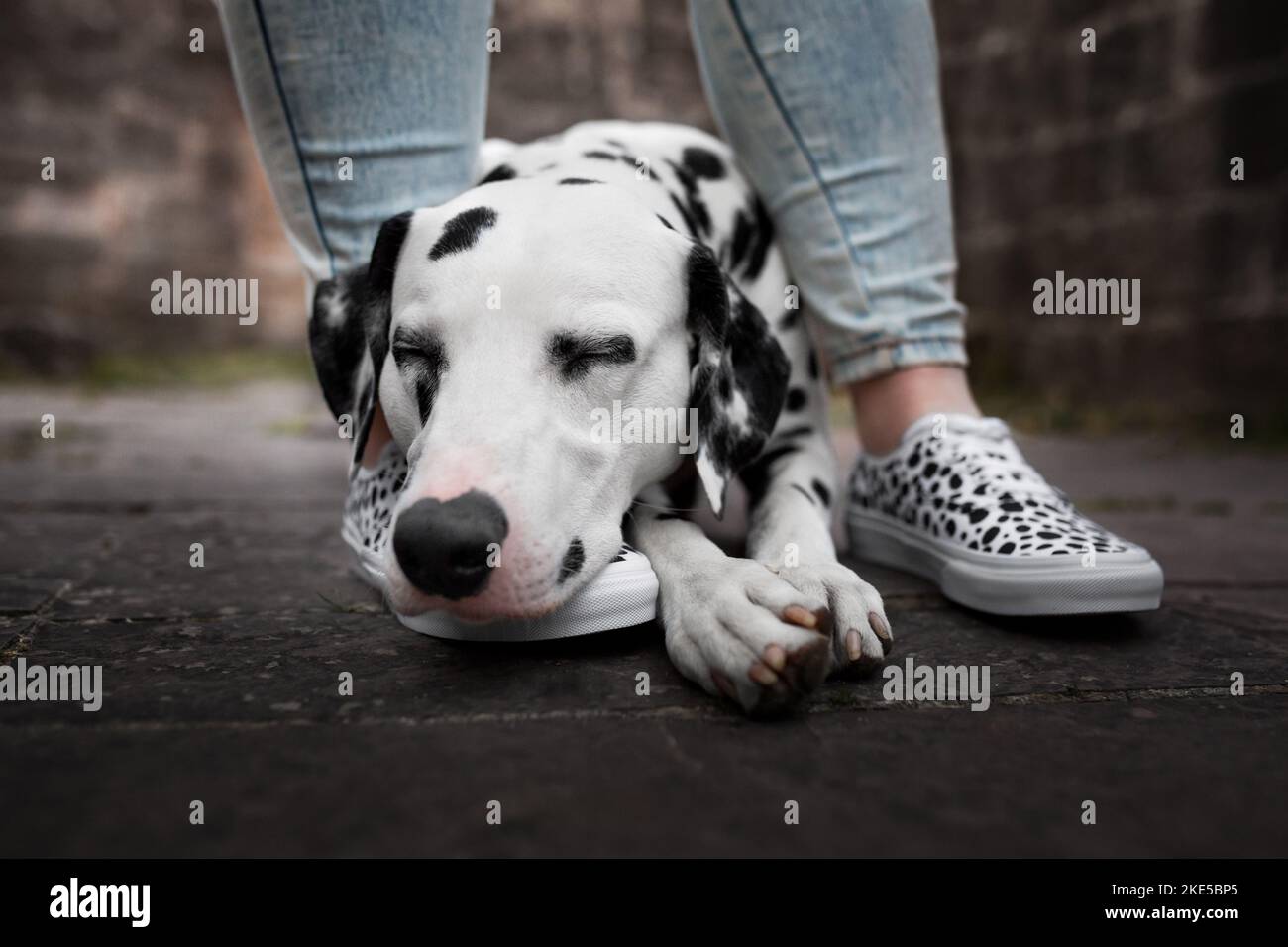 Umano e dalmata Foto Stock