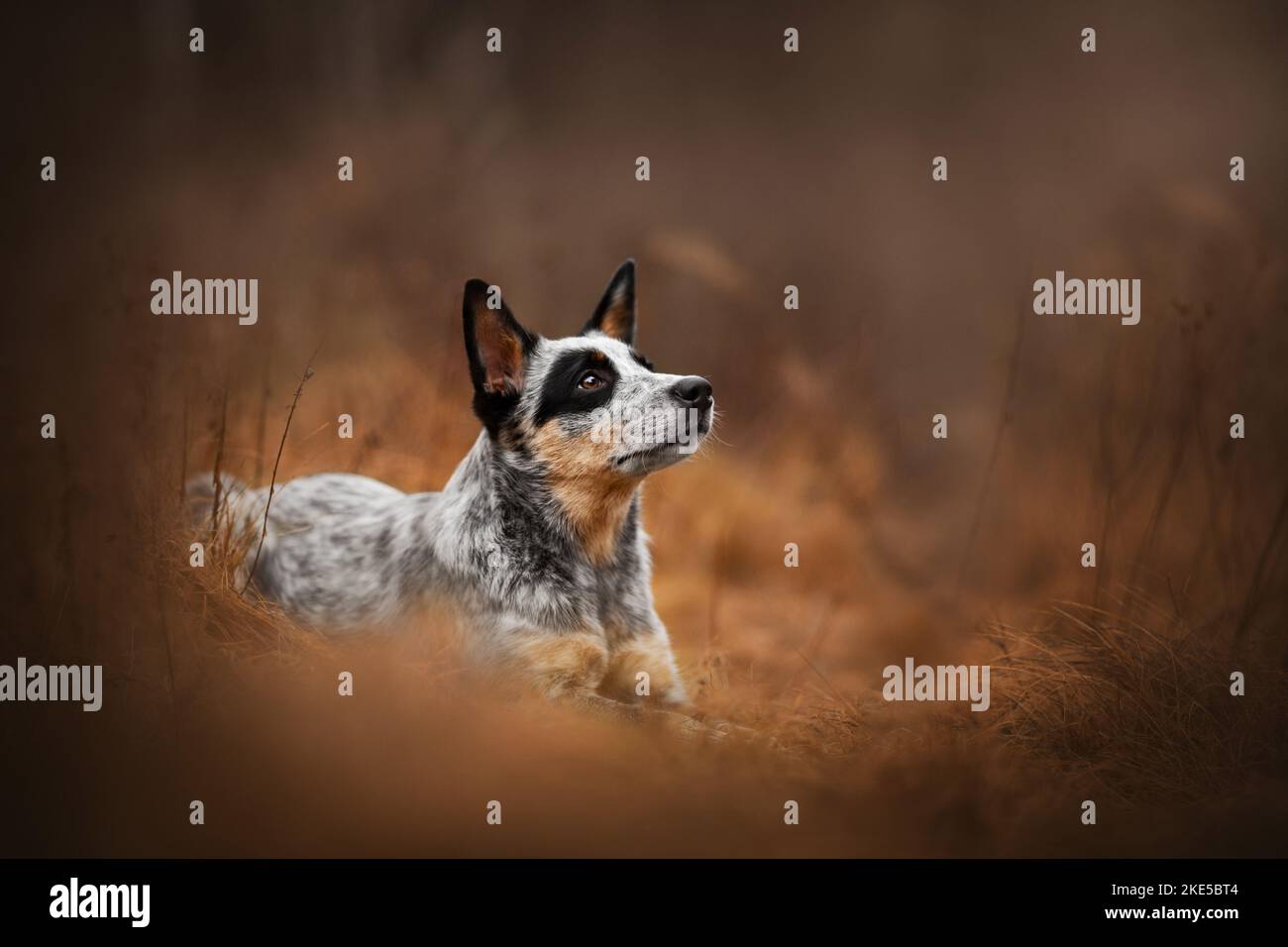 Australian Cattle Dog in autunno Foto Stock