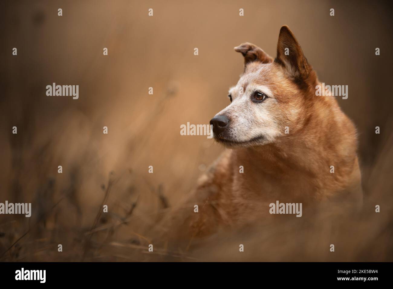 Australian Cattle Dog in autunno Foto Stock