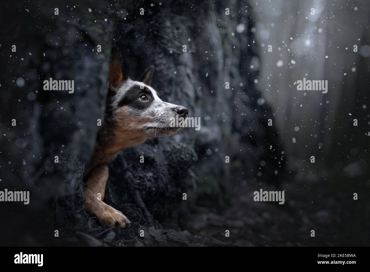 Australian Cattle Dog in inverno Foto Stock