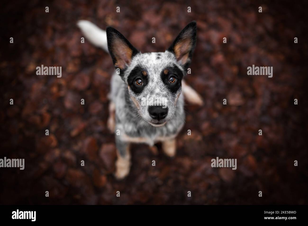 Australian Cattle Dog in autunno Foto Stock