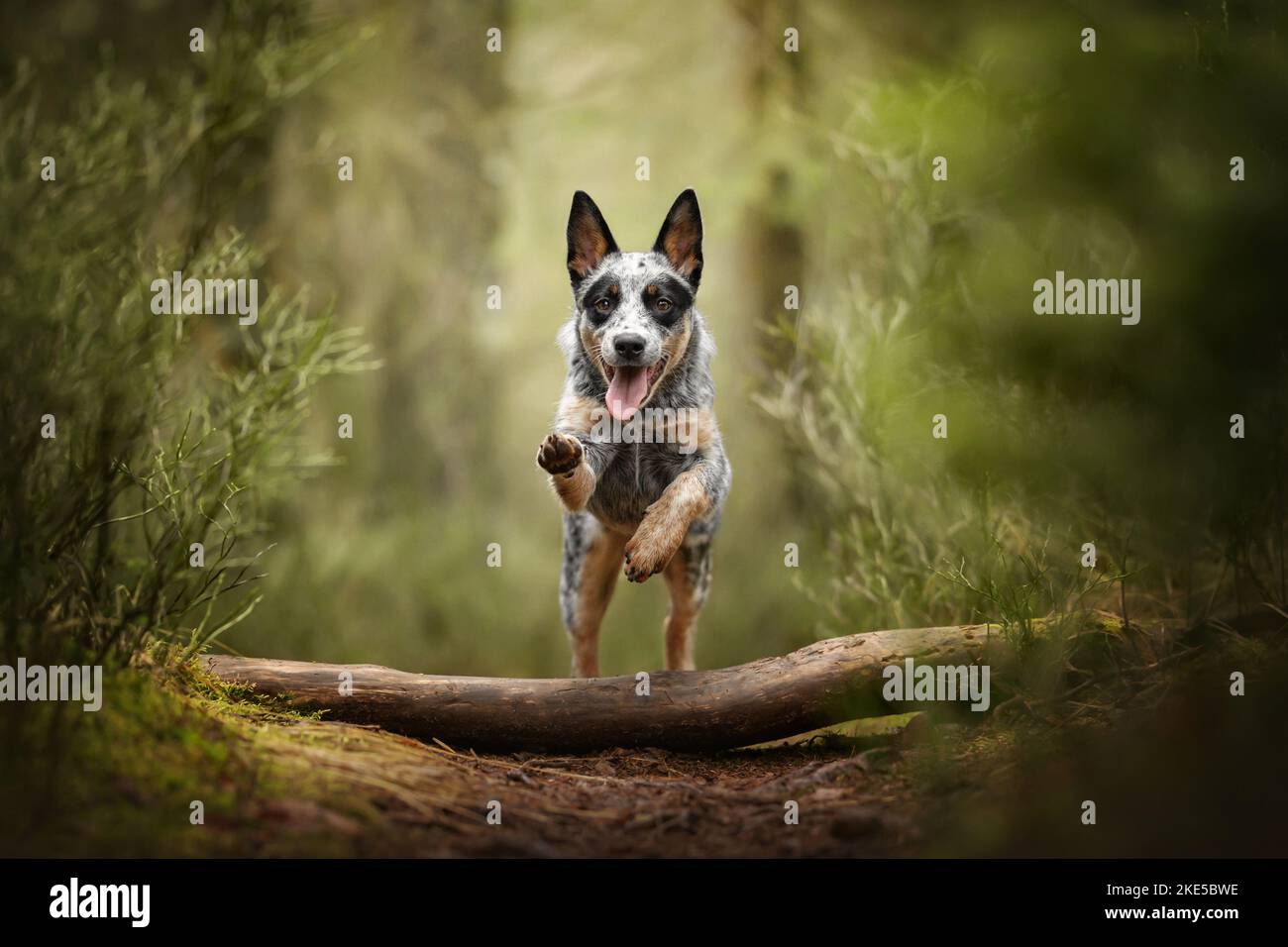Miniature pinscher Foto Stock
