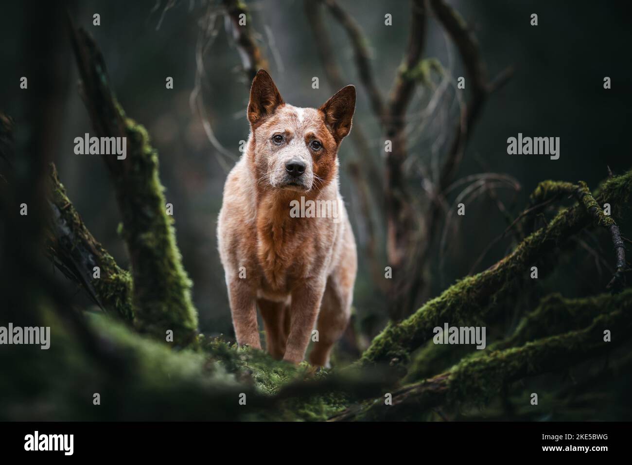 Australian Cattle Dog in autunno Foto Stock