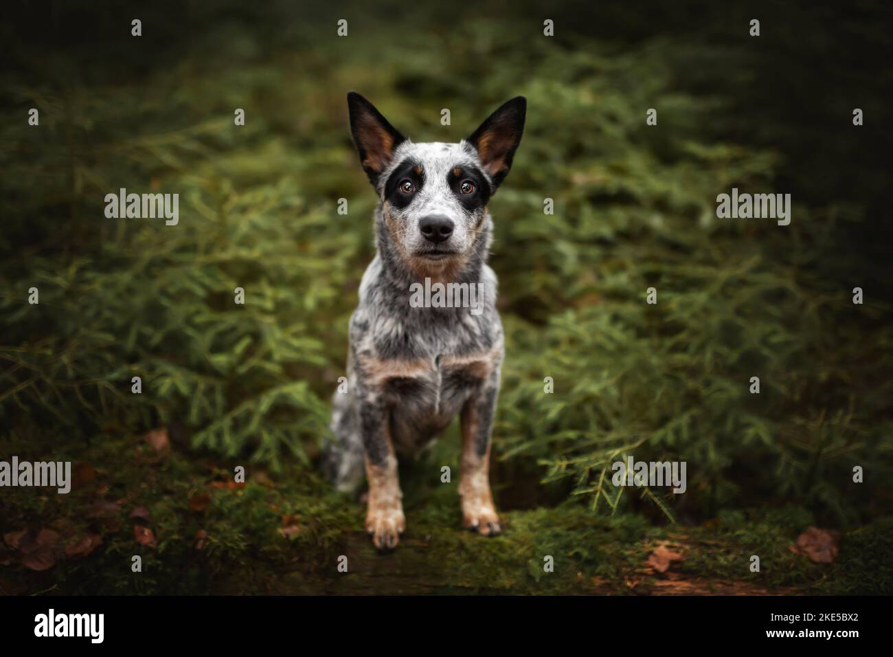 Miniature pinscher Foto Stock