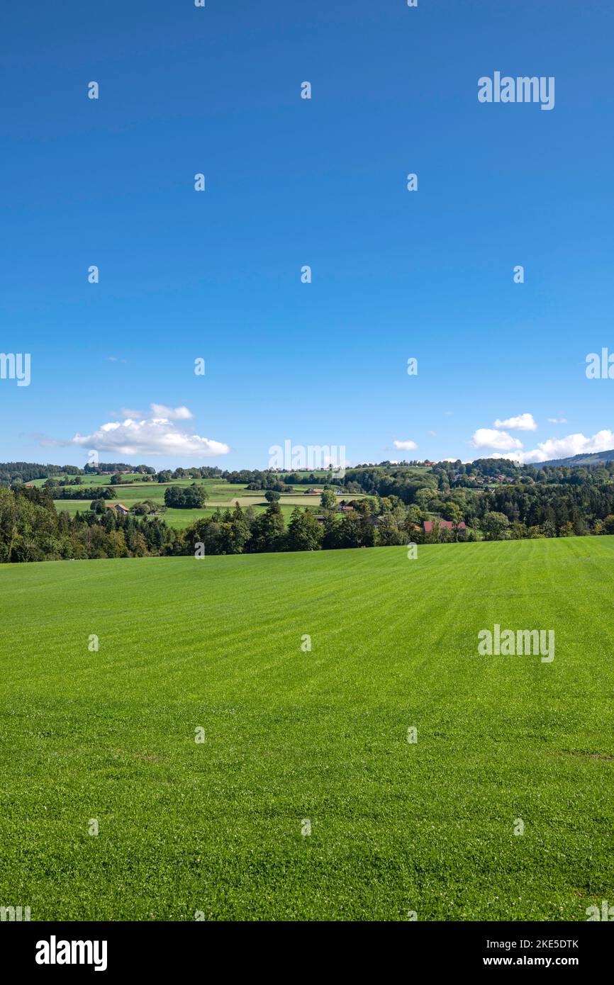 Suisse, Svizzera, Vaud, Waadt, Canton Vaud, Kanton Waadt, pré, Wiese, prato, ferme, Agriturismo, Bauernhaus, Bauernhof, Agriturismo, , CHAMP, Feld, Foto Stock