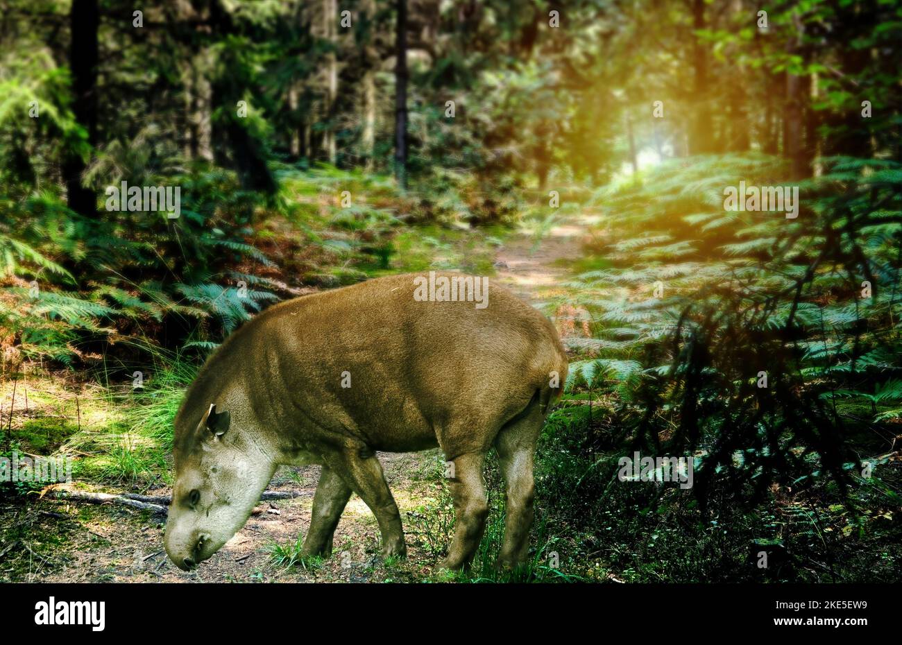 Tapir primo piano su uno stretto sentiero in una foresta di felci, composto Foto Stock