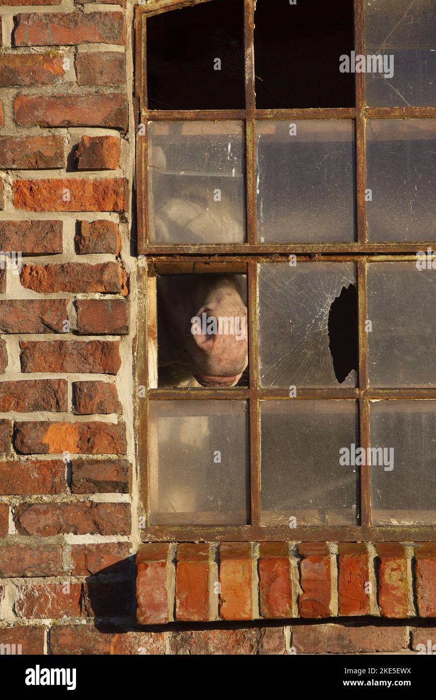 cavallo di knabup Foto Stock