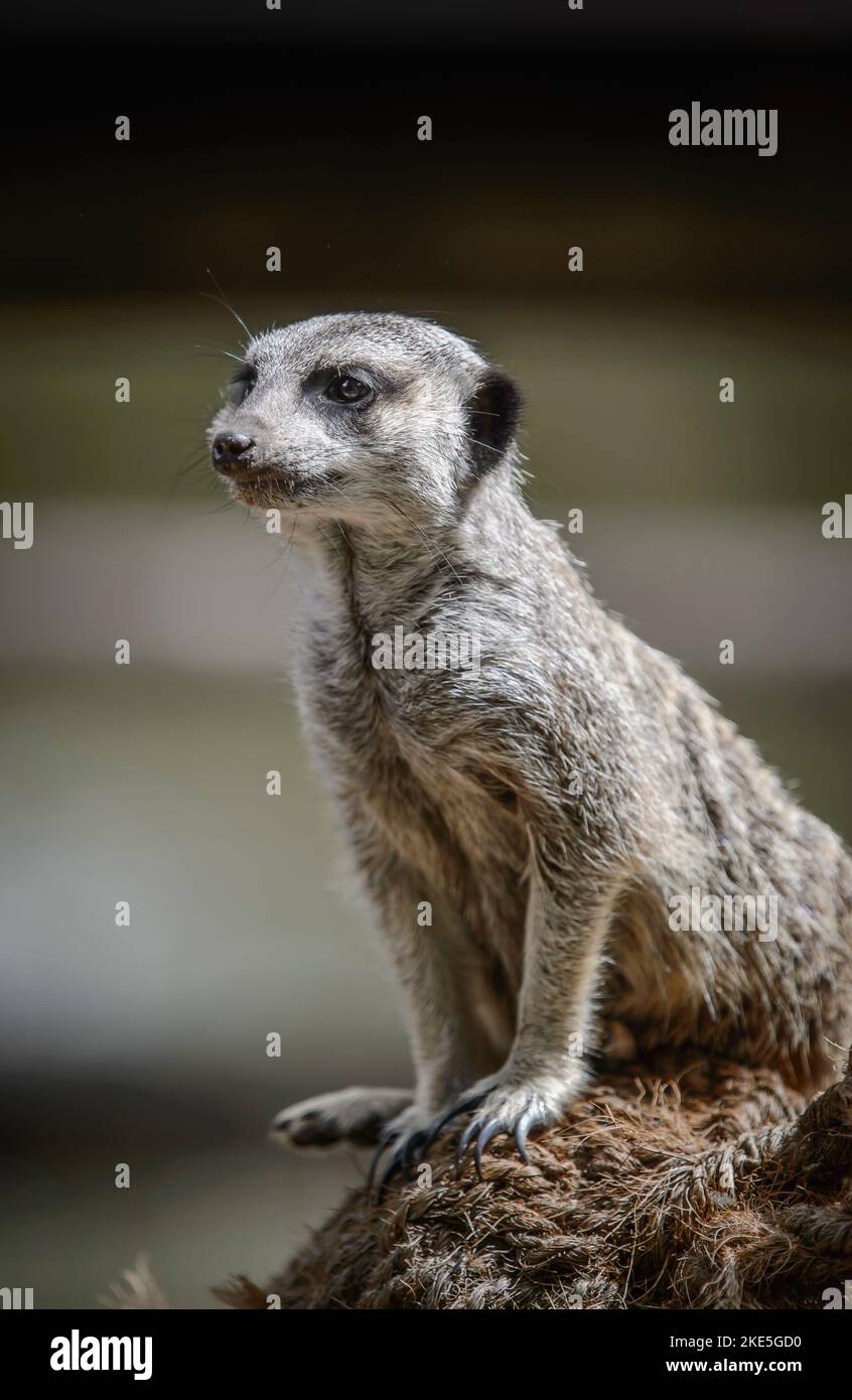 Un meerkat in cattività in uno zoo in Inghilterra. Foto Stock