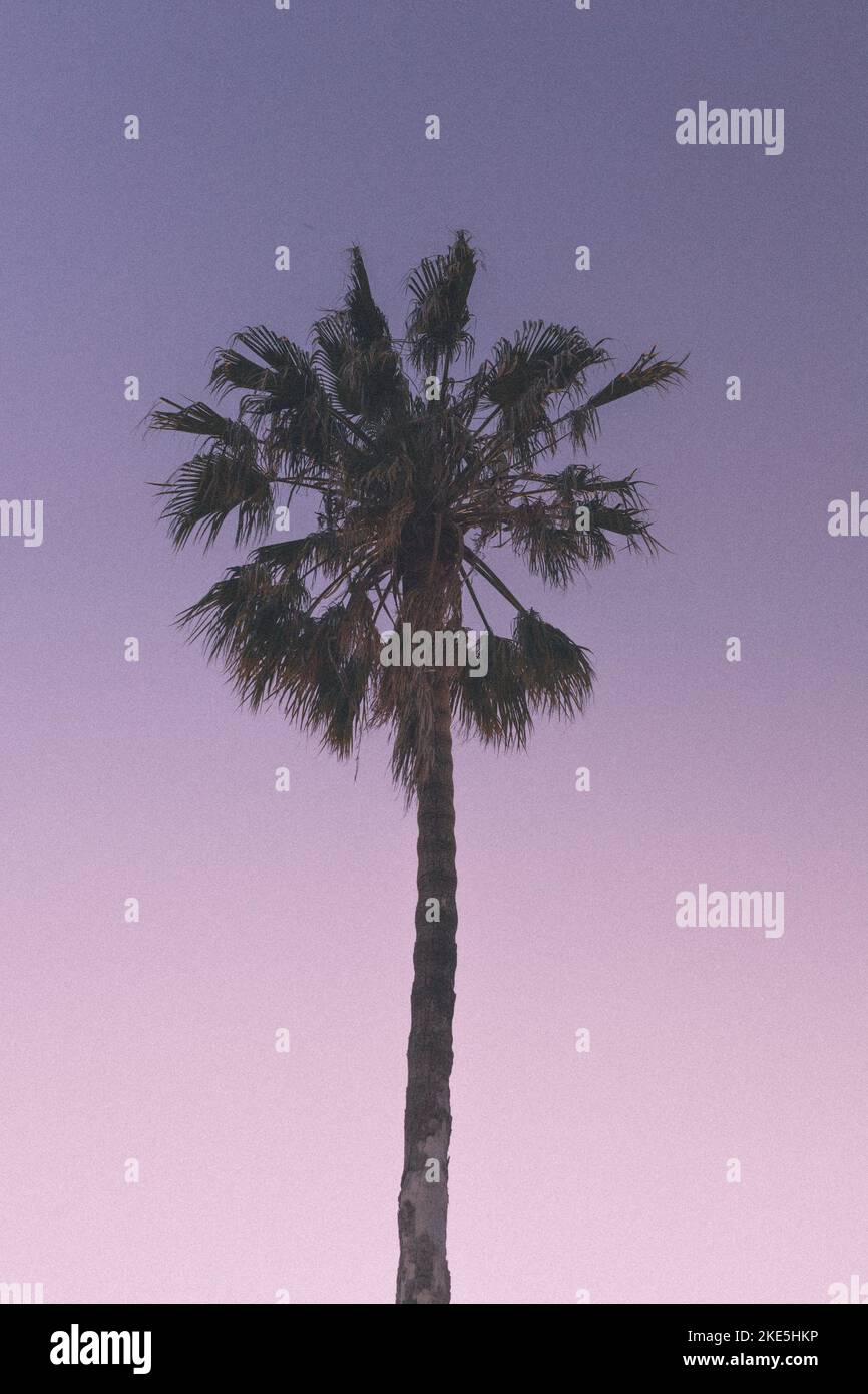 Palm Tree Foto Stock