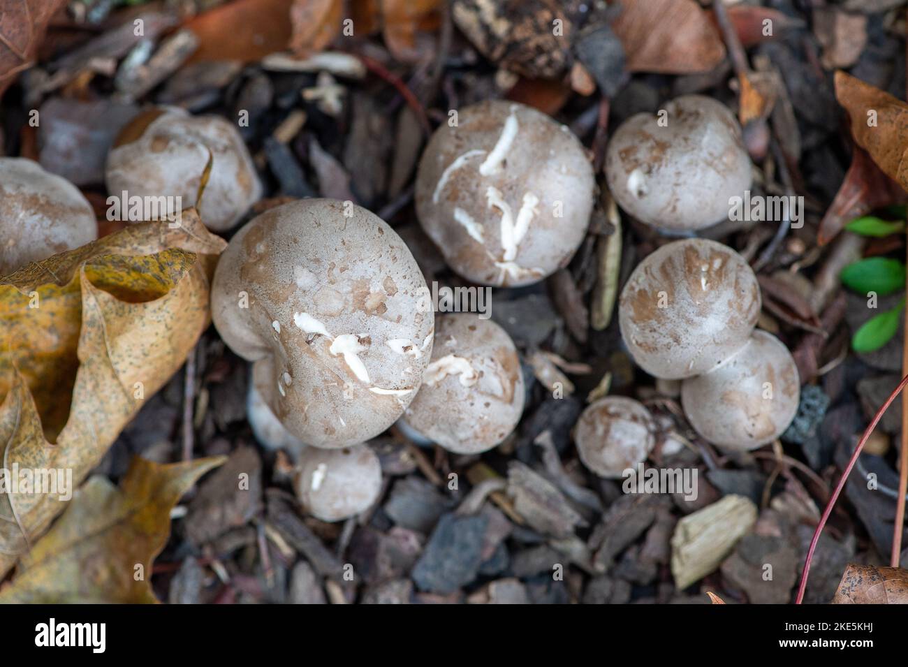 Iver, Buckinghamshire, Regno Unito. 10th Novembre 2022. La fauna selvatica dell'autunno è più grande di una serie di funghi che crescono su arti morte e sul terreno boschivo nel Langley Park Country Park in una giornata più fredda e ventosa oggi. Lo storico parco classificato Grade II è stato progettato da Capability Brown negli anni '1760s. Ai visitatori del parco viene detto di non scegliere i funghi, in quanto è una parte essenziale del sistema ecologico. Credit: Maureen McLean/Alamy Live News Foto Stock