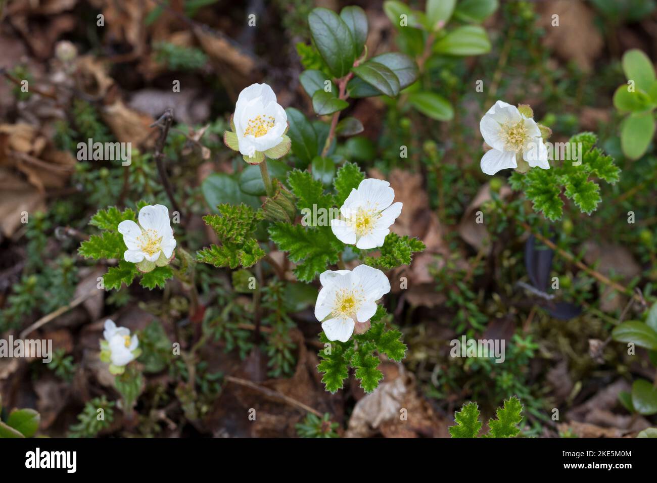 Moltebeere, molte-Beere, Multebeere, Multbeere, Schellbeere, Sumpfbrombeere, Torfbeere, Rubus chamaemorus, mirtillo, frutti di bosco nordici, ananas da bakeace, nobba Foto Stock