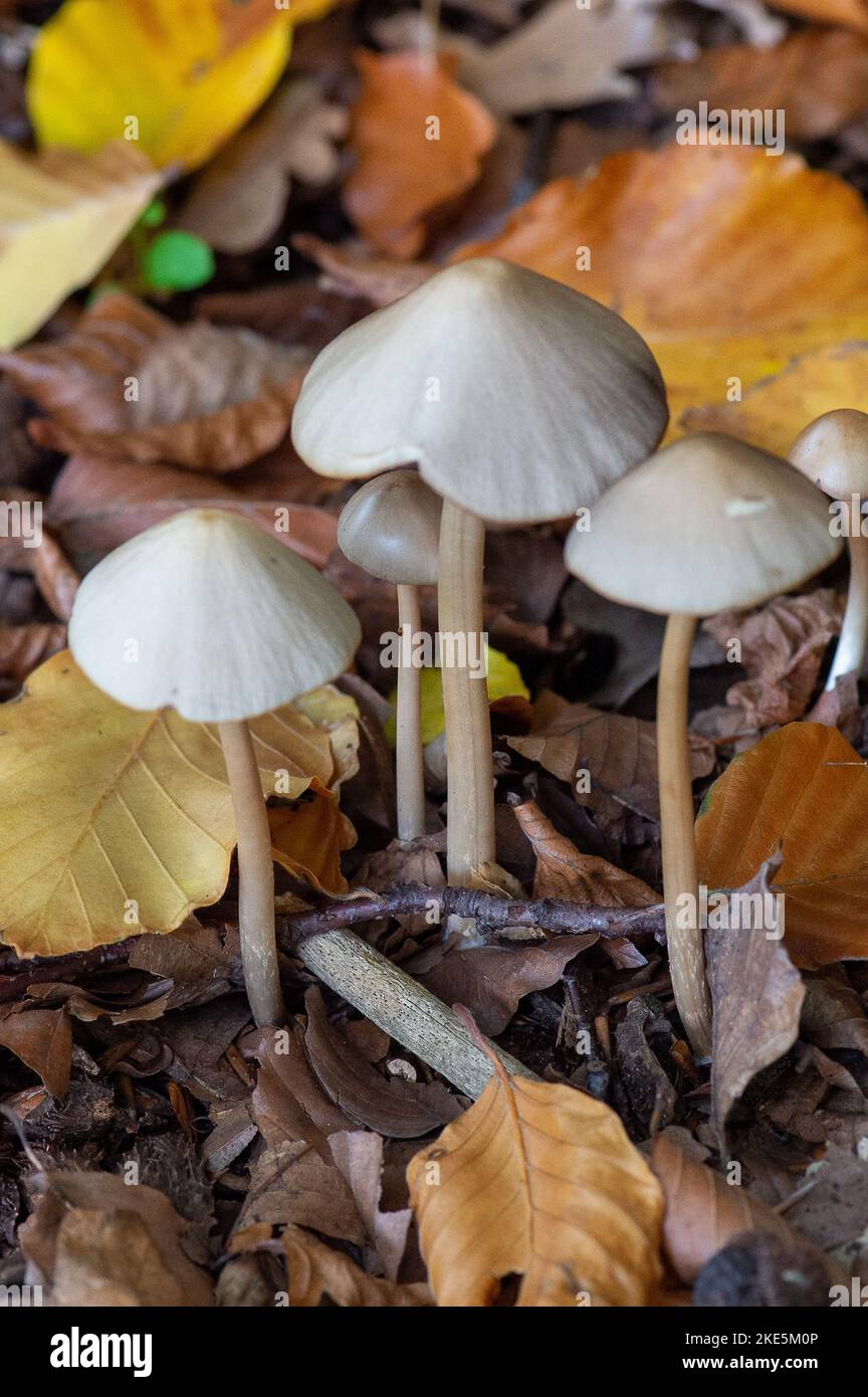 Iver, Buckinghamshire, Regno Unito. 10th Novembre 2022. La fauna selvatica dell'autunno è più grande di una serie di funghi che crescono su arti morte e sul terreno boschivo nel Langley Park Country Park in una giornata più fredda e ventosa oggi. Lo storico parco classificato Grade II è stato progettato da Capability Brown negli anni '1760s. Ai visitatori del parco viene detto di non scegliere i funghi, in quanto è una parte essenziale del sistema ecologico. Credit: Maureen McLean/Alamy Live News Foto Stock