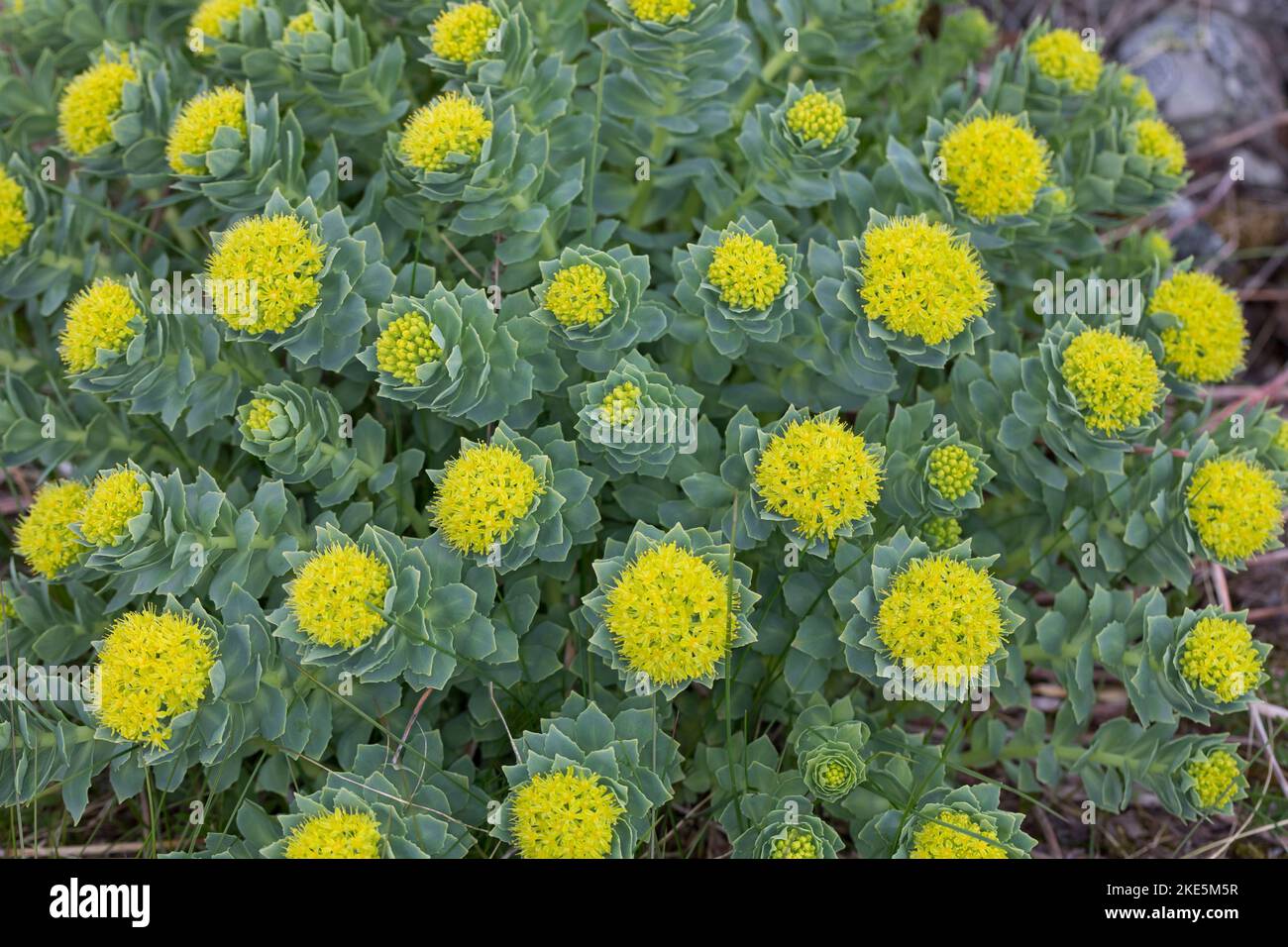 Rosenwurz, Rosen-Wurz, Rhodiola rosea, Sedum rosea, Lignum rodio, Radice dorata, radice di rosa, roseroot, canna di Aaron, radice artica, corona del re, orpin ro Foto Stock