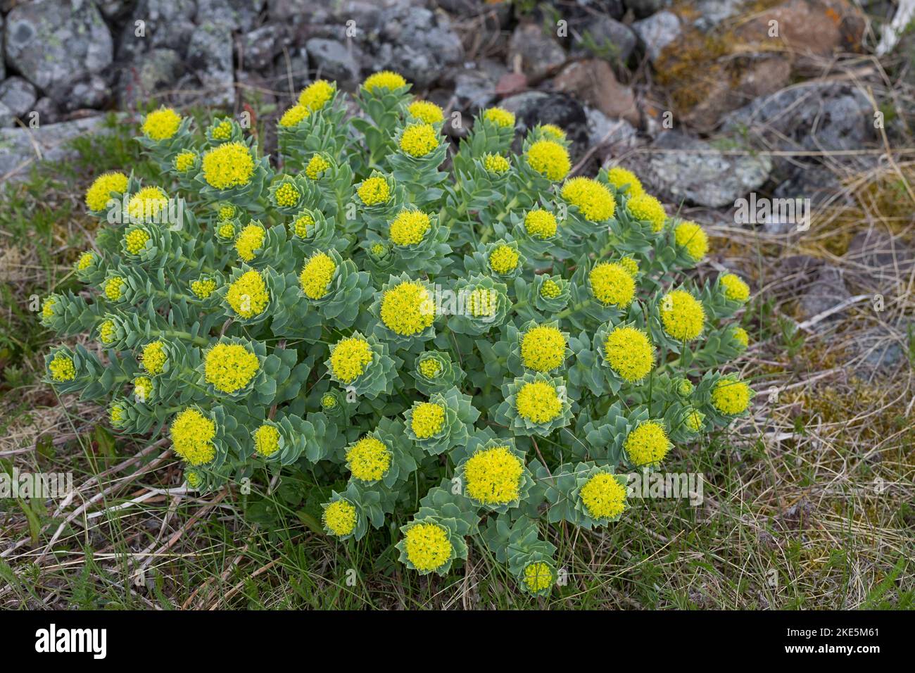 Rosenwurz, Rosen-Wurz, Rhodiola rosea, Sedum rosea, Lignum rodio, Radice dorata, radice di rosa, roseroot, canna di Aaron, radice artica, corona del re, orpin ro Foto Stock