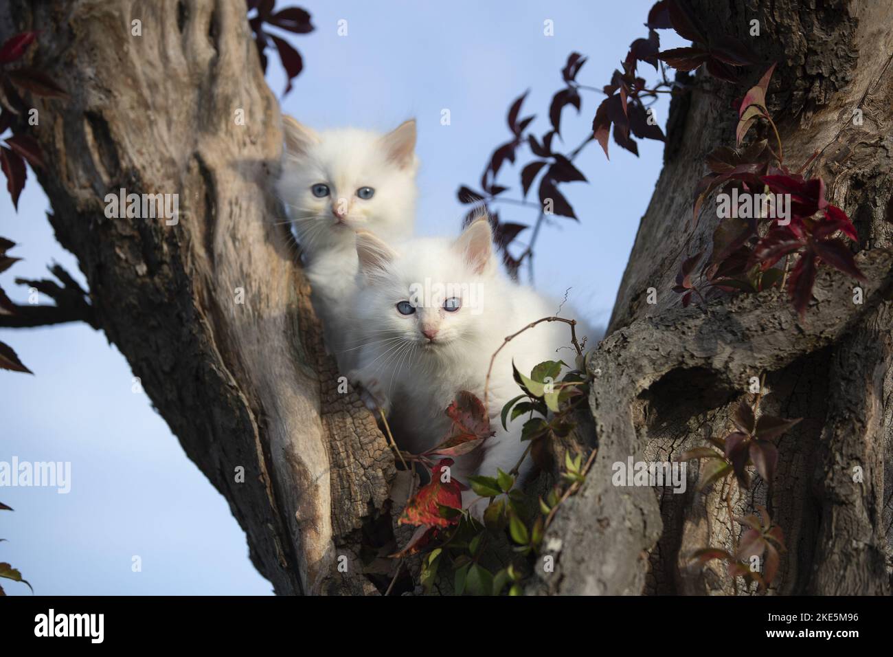 Gattino Ragdoll rosso-punto Foto Stock