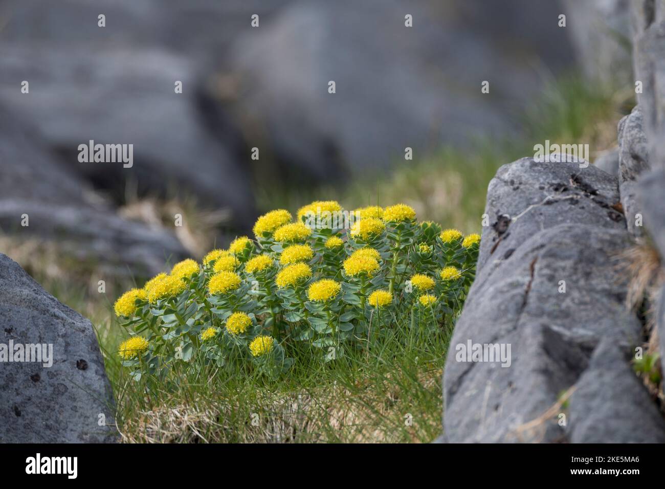 Rosenwurz, Rosen-Wurz, Rhodiola rosea, Sedum rosea, Lignum rodio, Radice dorata, radice di rosa, roseroot, canna di Aaron, radice artica, corona del re, orpin ro Foto Stock