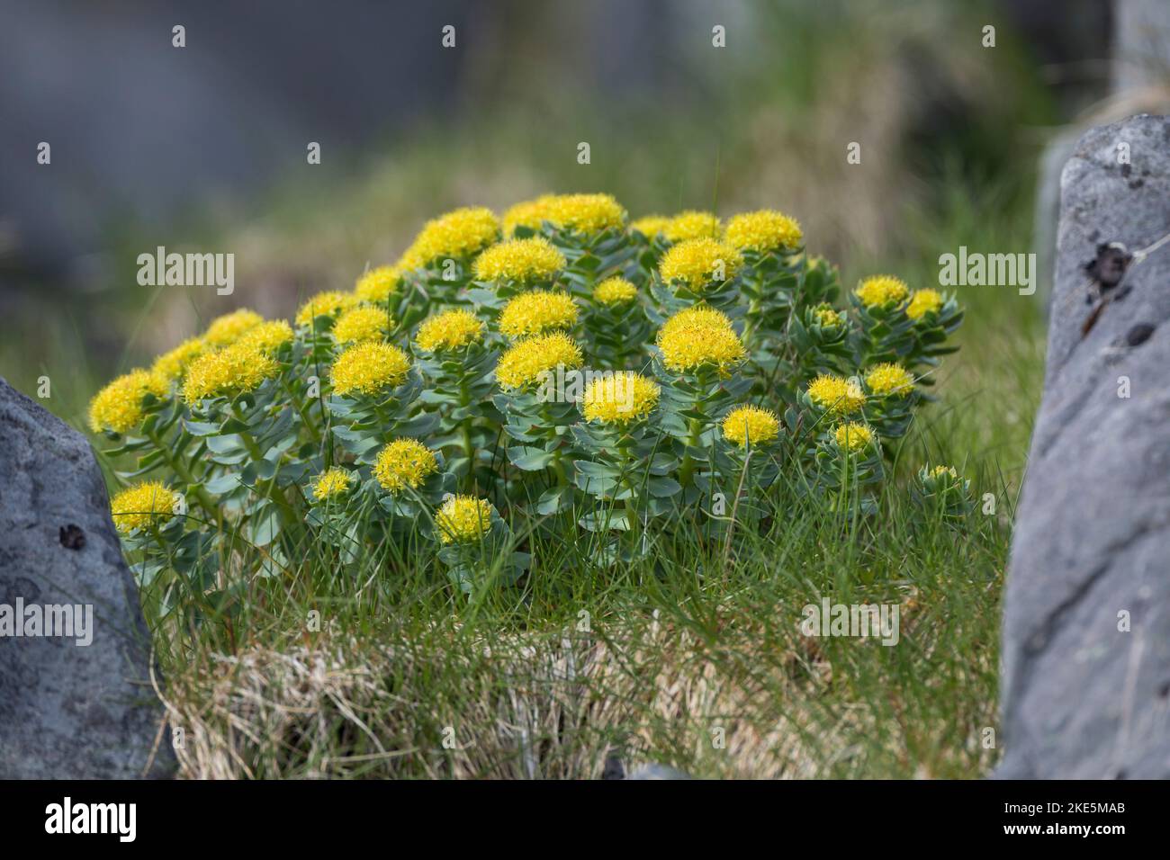 Rosenwurz, Rosen-Wurz, Rhodiola rosea, Sedum rosea, Lignum rodio, Radice dorata, radice di rosa, roseroot, canna di Aaron, radice artica, corona del re, orpin ro Foto Stock