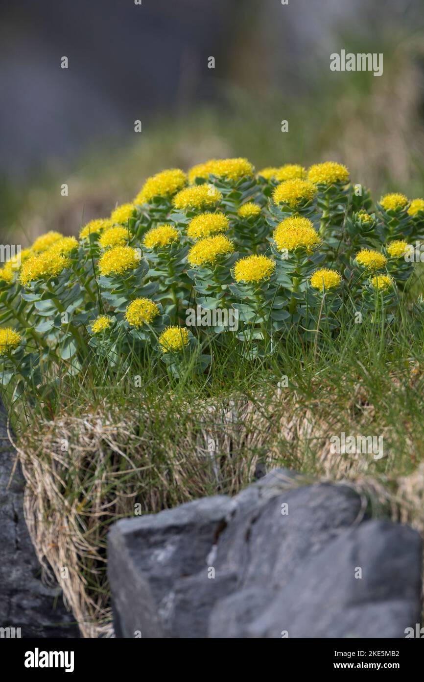 Rosenwurz, Rosen-Wurz, Rhodiola rosea, Sedum rosea, Lignum rodio, Radice dorata, radice di rosa, roseroot, canna di Aaron, radice artica, corona del re, orpin ro Foto Stock