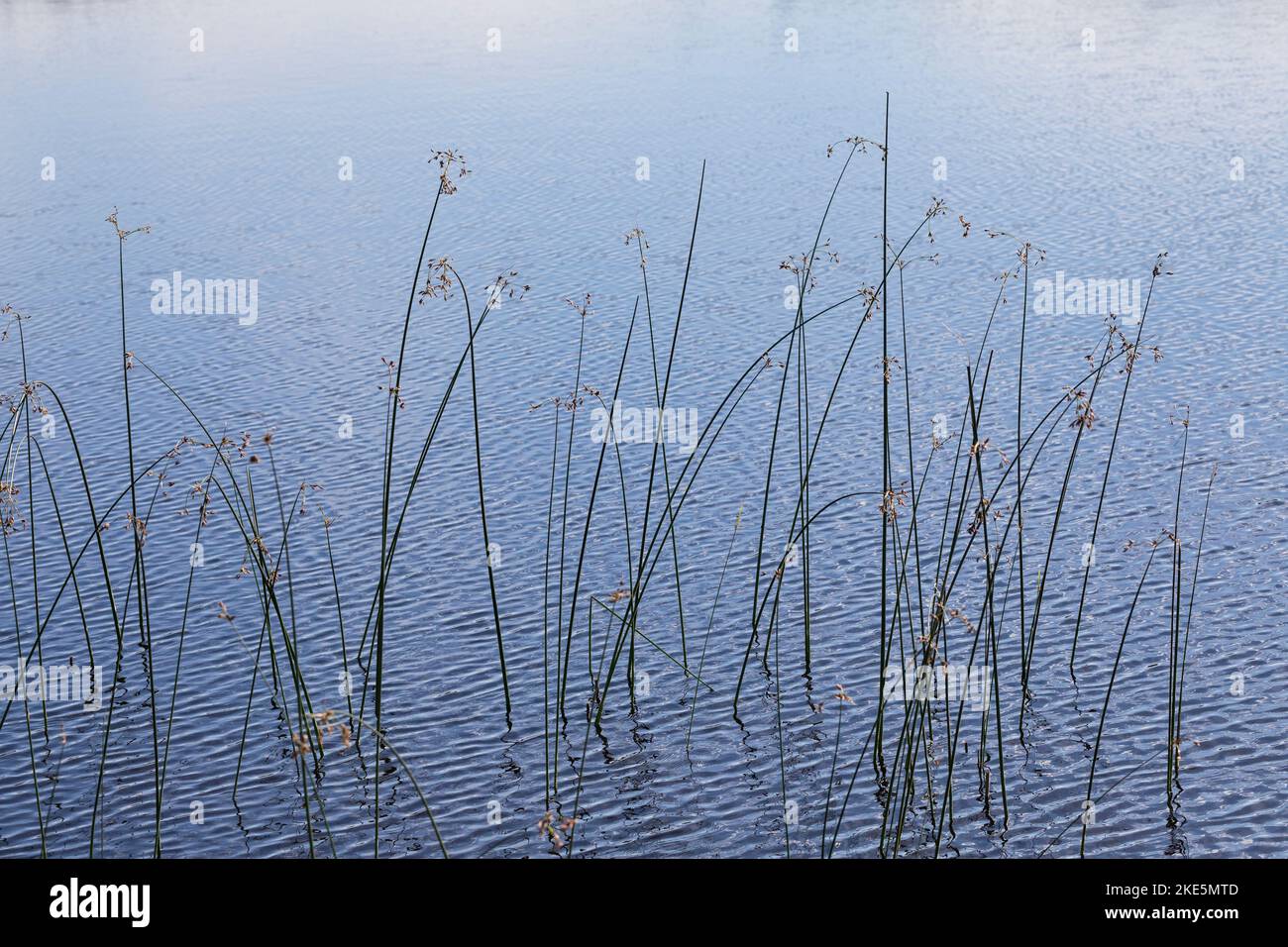 Teichsimse, Gewöhnliche Teichsimse, Gewöhnliche Teichbinse, Teichbinse, Teich-Simse, Seebinse, Grüne Teichbinse, See-Bimse, Schoenoplectus lacustris, Foto Stock