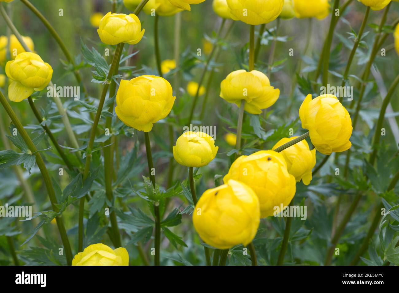 Europäische Trollblume, Troll-Blume, Trollius europaeus, Globeflower europeo, Globeflower, Globe Flower, Trolle d´Europe Foto Stock