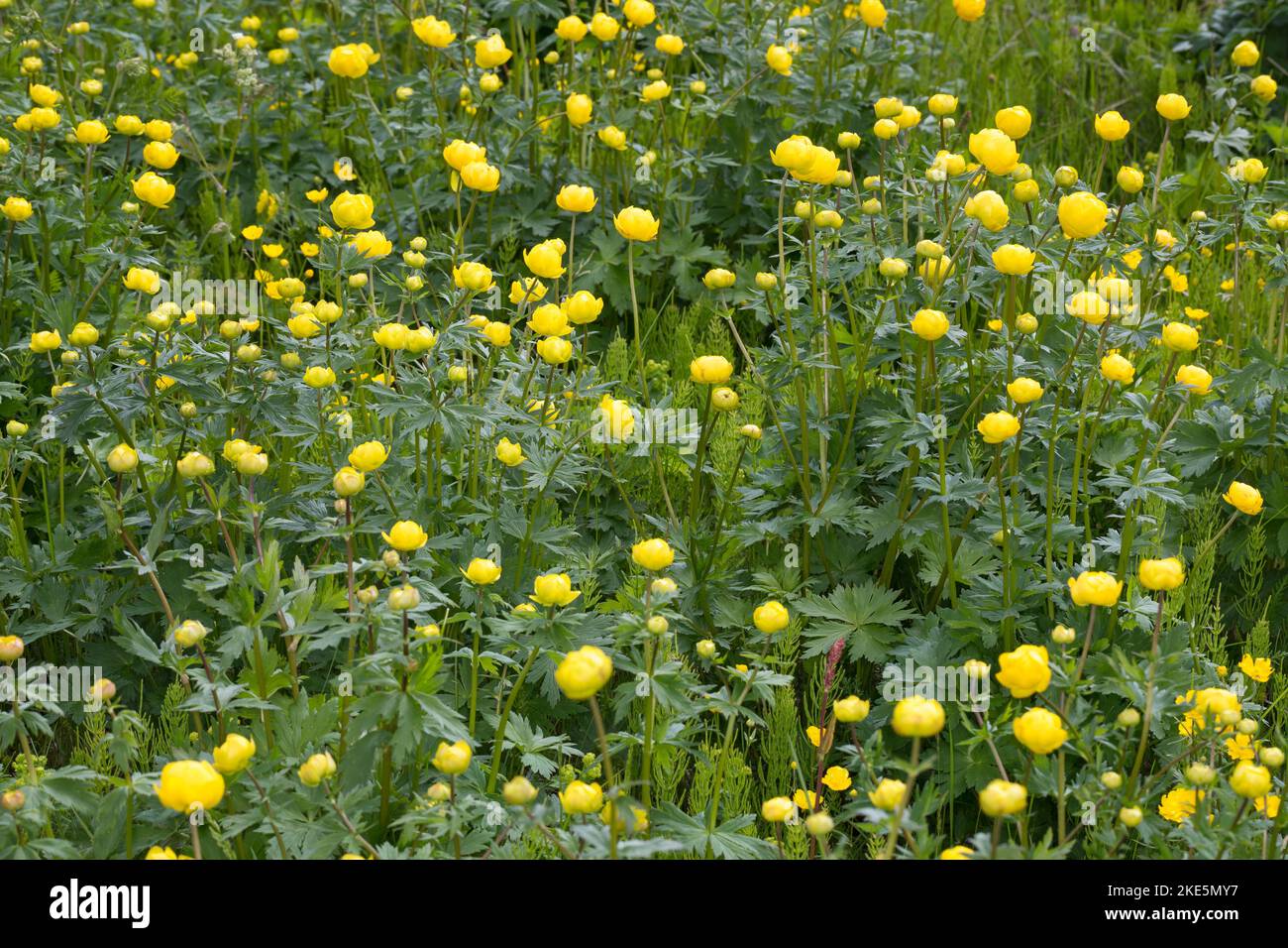 Europäische Trollblume, Troll-Blume, Trollius europaeus, Globeflower europeo, Globeflower, Globe Flower, Trolle d´Europe Foto Stock